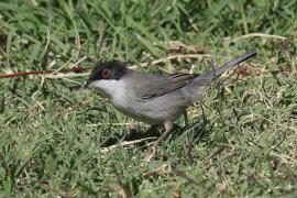 Pokrzewka aksamitna - Sylvia melanocephala - Sardinian Warbler