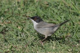 Pokrzewka aksamitna - Sylvia melanocephala - Sardinian Warbler