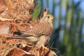 Pustułka zwyczajna - Falco tinnunculus - Common Kestrel