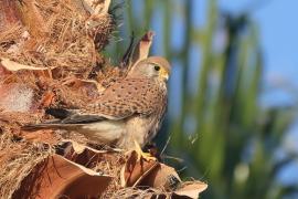 Pustułka zwyczajna - Falco tinnunculus - Common Kestrel