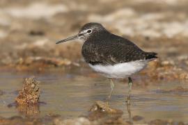 Samotnik - Tringa ochropus - Green Sandpiper