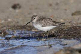 Biegus zmienny - Calidris alpina - Dunlin