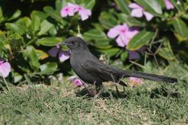 Drozdówka czarna - Cercotrichas podobe - Black scrub-robin