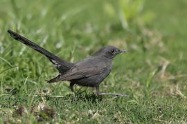 Drozdówka czarna - Cercotrichas podobe - Black scrub-robin