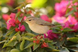 Pierwiosnek - Phylloscopus collybita - Common Chiffchaff