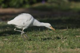 Czapla złotawa - Bubulcus ibis - Western Cattle Egret