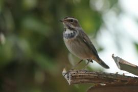 Podróżniczek - Luscinia svecica - Bluethroat
