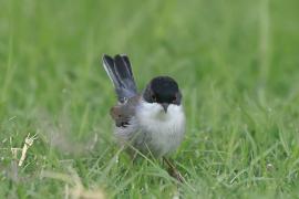 Pokrzewka aksamitna - Sylvia melanocephala - Sardinian Warbler