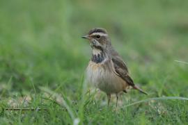 Podróżniczek - Luscinia svecica - Bluethroat
