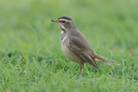 Podróżniczek - Luscinia svecica - Bluethroat