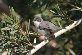 Pokrzewka aksamitna - Sylvia melanocephala - Sardinian Warbler