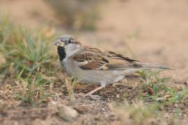 Wróbel - Passer domesticus - House Sparrow