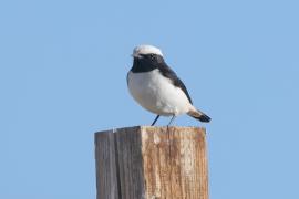 Białorzytka srokata - Oenanthe lugens - Mourning Wheatear