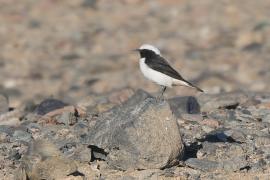 Białorzytka srokata - Oenanthe lugens - Mourning Wheatear