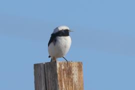 Białorzytka srokata - Oenanthe lugens - Mourning Wheatear