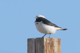 Białorzytka srokata - Oenanthe lugens - Mourning Wheatear