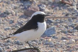 Białorzytka srokata - Oenanthe lugens - Mourning Wheatear