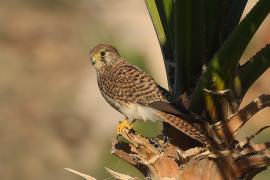 Pustułka zwyczajna - Falco tinnunculus - Common Kestrel