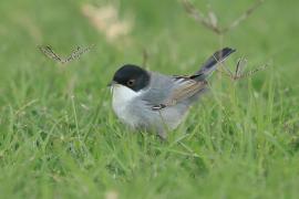 Pokrzewka aksamitna - Sylvia melanocephala - Sardinian Warbler