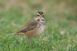 Podróżniczek - Luscinia svecica - Bluethroat