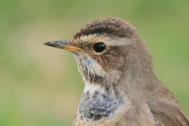 Podróżniczek - Luscinia svecica - Bluethroat