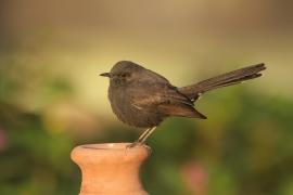 Drozdówka czarna - Cercotrichas podobe - Black scrub-robin