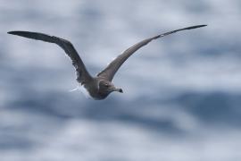 Mewa przydymiona - Ichthyaetus hemprichii - Sooty Gull
