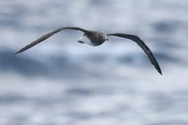 Mewa przydymiona - Ichthyaetus hemprichii - Sooty Gull