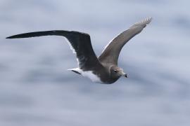 Mewa przydymiona - Ichthyaetus hemprichii - Sooty Gull