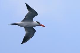 Rybitwa wielkodzioba - Sterna caspia - Caspian Tern