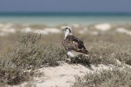 Rybołów - Pandion haliaetus - Osprey