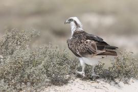 Rybołów - Pandion haliaetus - Osprey