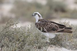 Rybołów - Pandion haliaetus - Osprey