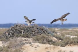 Rybołów - Pandion haliaetus - Osprey
