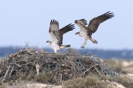 Rybołów - Pandion haliaetus - Osprey