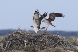 Rybołów - Pandion haliaetus - Osprey