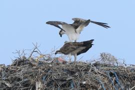 Rybołów - Pandion haliaetus - Osprey