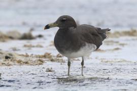 Mewa przydymiona - Ichthyaetus hemprichii - Sooty Gull