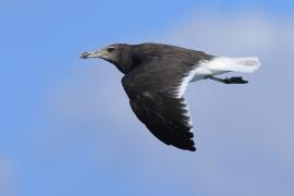 Mewa przydymiona - Ichthyaetus hemprichii - Sooty Gull