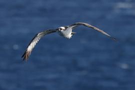 Rybołów - Pandion haliaetus - Osprey
