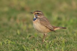Podróżniczek - Luscinia svecica - Bluethroat