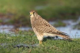 Pustułka zwyczajna - Falco tinnunculus - Common Kestrel