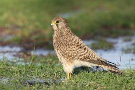 Pustułka zwyczajna - Falco tinnunculus - Common Kestrel