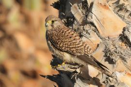 Pustułka zwyczajna - Falco tinnunculus - Common Kestrel