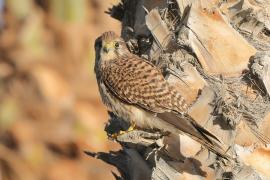 Pustułka zwyczajna - Falco tinnunculus - Common Kestrel