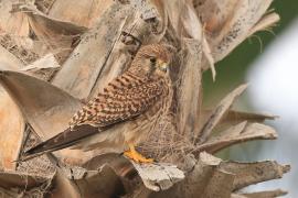 Pustułka zwyczajna - Falco tinnunculus - Common Kestrel