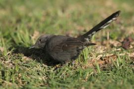 Drozdówka czarna - Cercotrichas podobe - Black scrub-robin