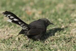 Drozdówka czarna - Cercotrichas podobe - Black scrub-robin
