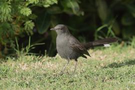 Drozdówka czarna - Cercotrichas podobe - Black scrub-robin