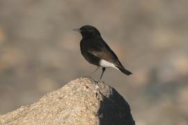 Białorzytka saharyjska - Oenanthe leucopyga - White-crowned Wheatear